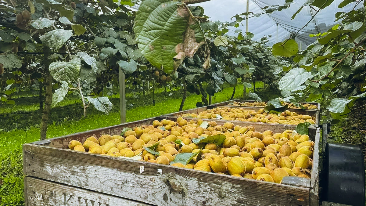 Kiwis de Salas - 2