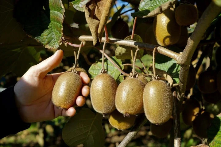 Kiwis de Salas - 4